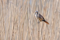 Baardmannetje (Panurus biarmicus) 3-2017 6158